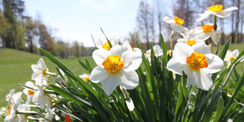 Photo of flowers on tee box of Par 5 Hole 6 at Tamarack Golf Club in Oswego, NY.