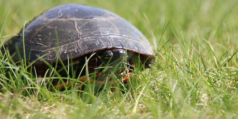 Photo of a turtle just off of hole 11 at Tamarack Golf Club in Oswego, NY.